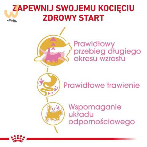 ROYAL CANIN FBN Maine Coon Kitten - sucha karma dla kociąt - 4kg ROYAL CANIN FBN Maine Coon Kitten - sucha karma dla kociąt - 4kg