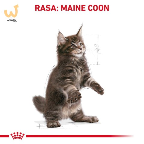 ROYAL CANIN FBN Maine Coon Kitten - sucha karma dla kociąt - 4kg ROYAL CANIN FBN Maine Coon Kitten - sucha karma dla kociąt - 4kg