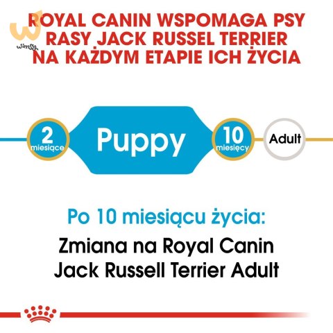 Karma Royal Canin SHN Breed Jack Russ Jun (3 kg ) Karma Royal Canin SHN Breed Jack Russ Jun (3 kg )