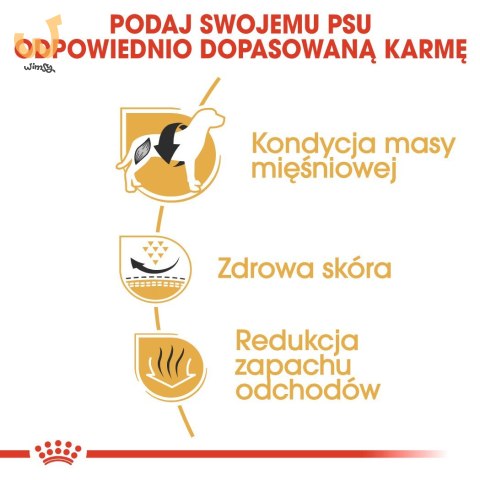 ROYAL CANIN BHN French Bulldog Adult - sucha karma dla psa dorosłego - 3kg ROYAL CANIN BHN French Bulldog Adult - sucha karma dla psa dorosłego - 3kg